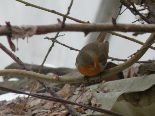 dalla finestra di casa...